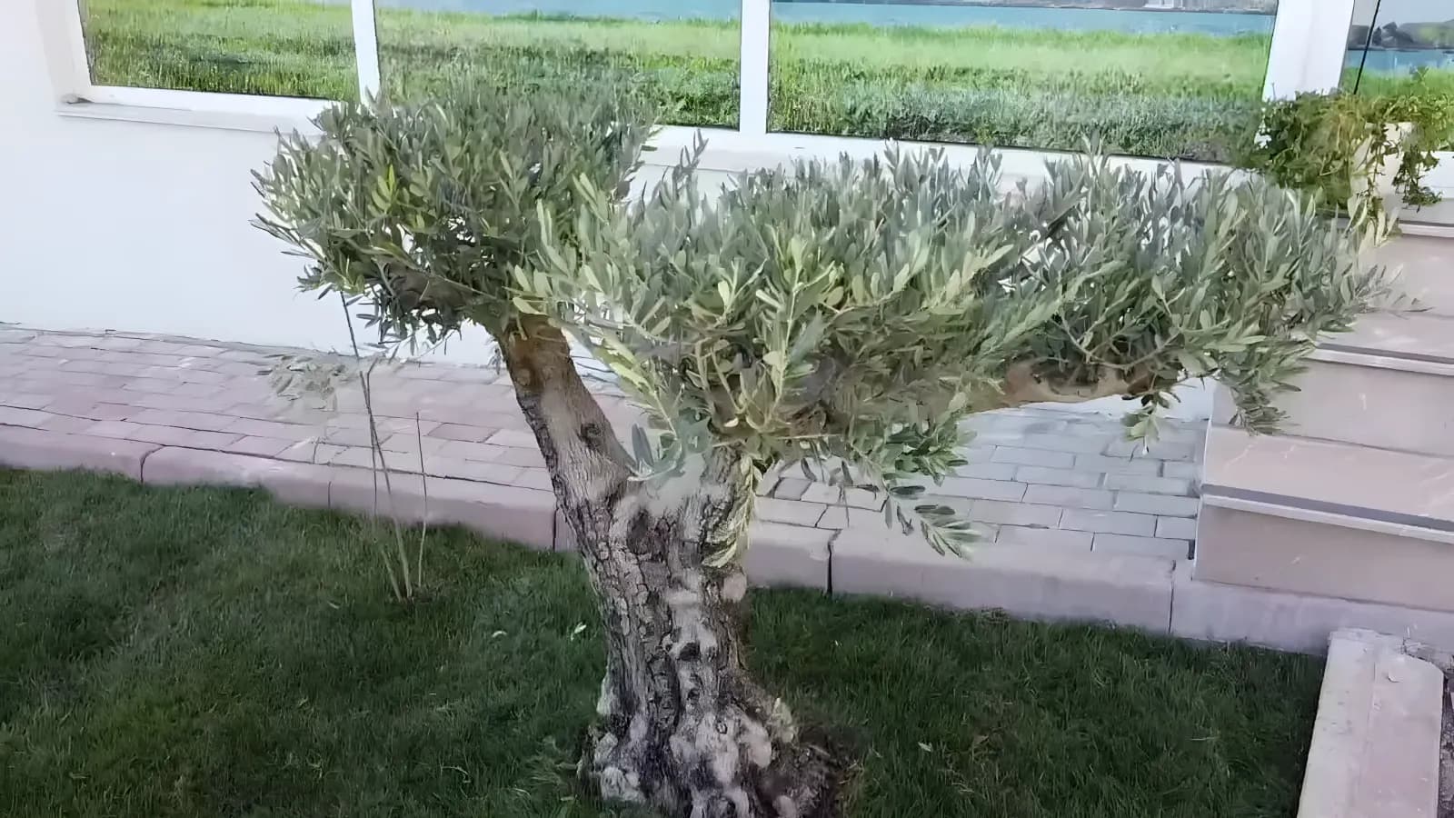 Zeytin Ağacı Kız Öğrenci Yurdu Küçük Resim 3