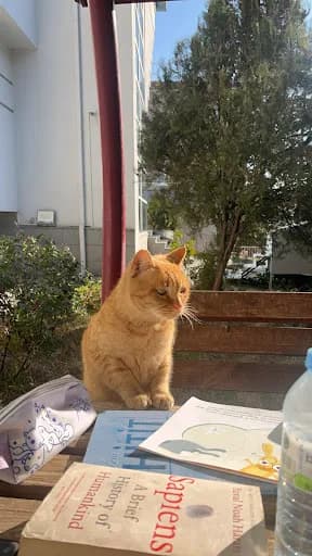 sadaf k*** fotoğrafı 2