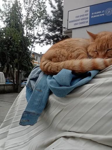 Shams K*** fotoğrafı 1