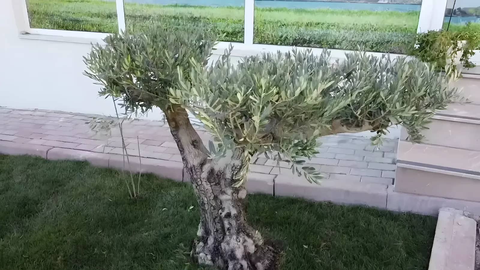 Zeytin Ağacı Kız Öğrenci Yurdu Görsel 3
